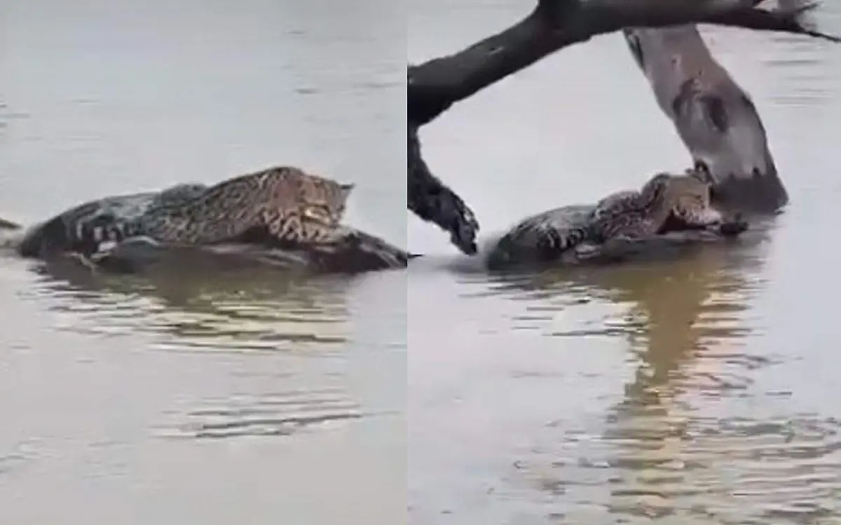 El ocelote fue grabado en una de las presas de Tamaulipas Captura de pantalla